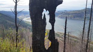 View from a trail on the Columbia River Gorge of the restoration still to be done since the fire.