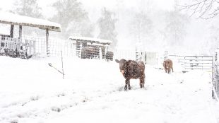 Cow on a farm walking gin the snow